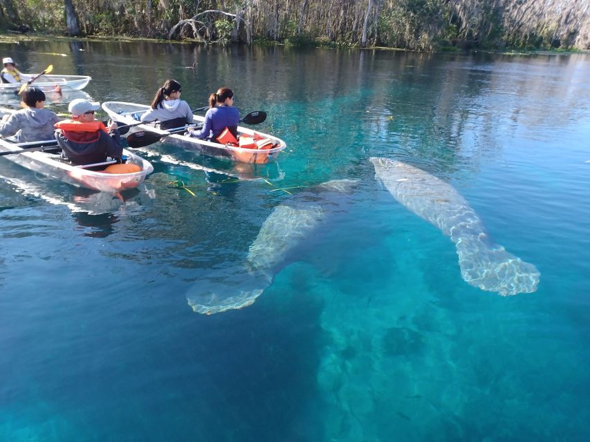 Silver Springs: Manatees and Monkeys Clear Kayak Guided Tour - Key points to know before you book