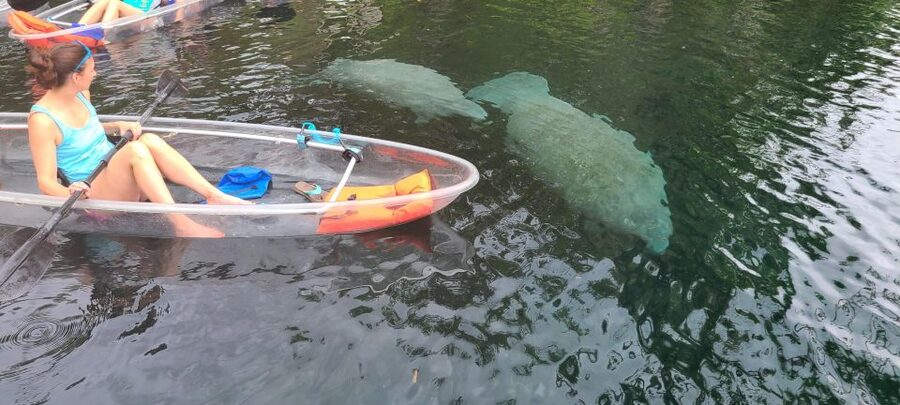 Silver Springs: Manatees and Monkeys Clear Kayak Guided Tour - Photos are included, with one small caveat