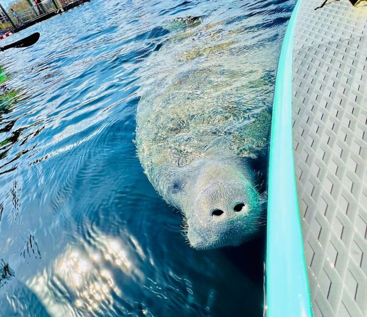 Silver Springs: Manatees and Monkeys Clear Kayak Guided Tour - The safety lesson keeps beginners comfortable