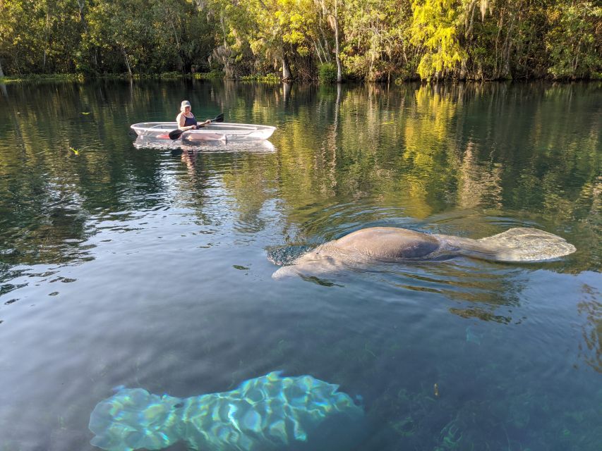 Silver Springs: Manatees and Monkeys Clear Kayak Guided Tour - At least 1.5 hours on clear spring water