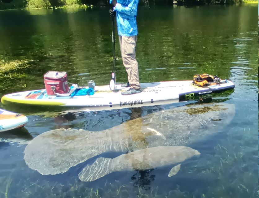 Silver Springs: Manatees and Monkeys Clear Kayak Guided Tour - Old Florida scenery and movie-set remnants