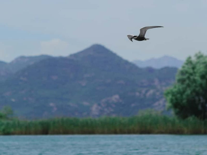 Skadar Lake: 4-Hour Guided tours on Kayak - Open-water views near Kamenik