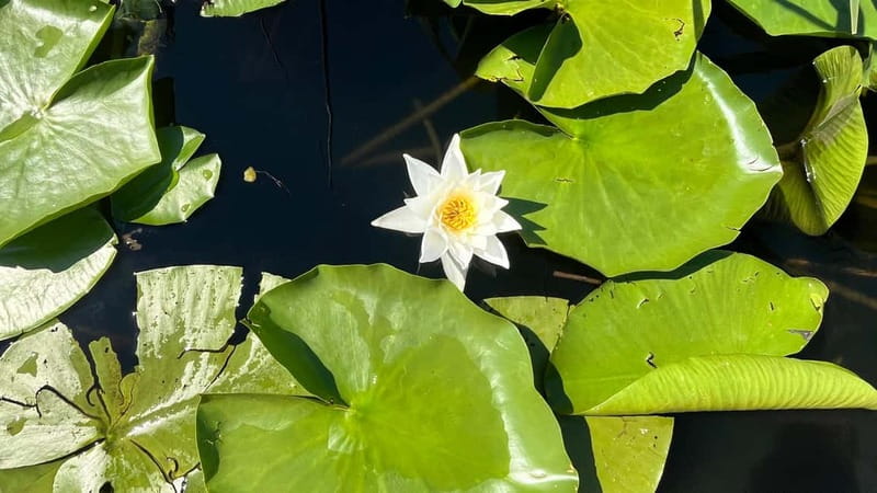 Skadar Lake: 4-Hour Guided tours on Kayak - Who will enjoy this outing most
