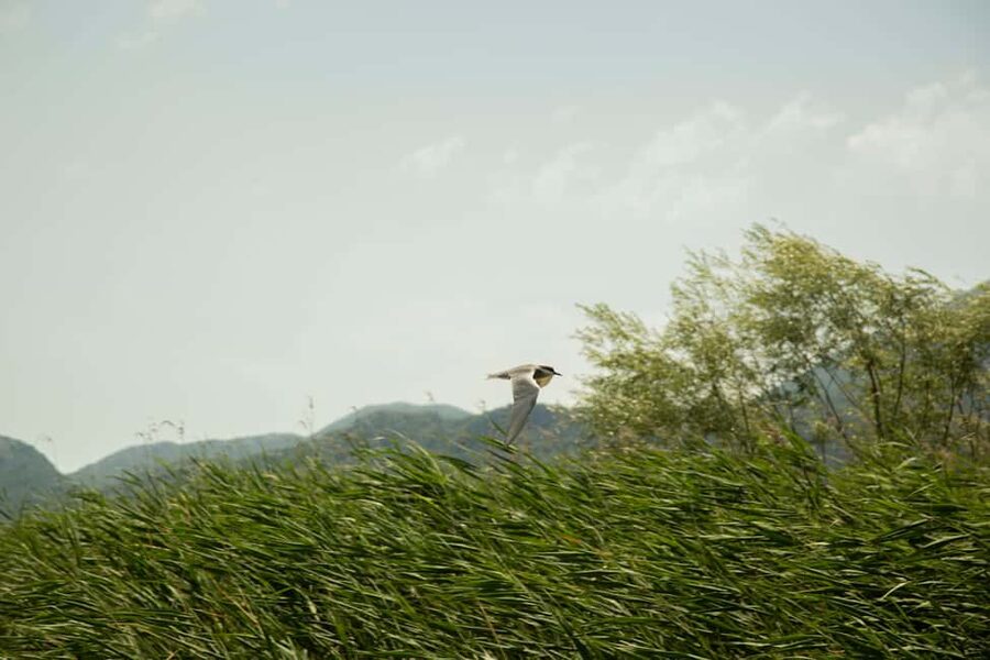 Skadar Lake: Individual Kayaking, hidden canals and swimming - White lilies, reeds, and the first quiet channels