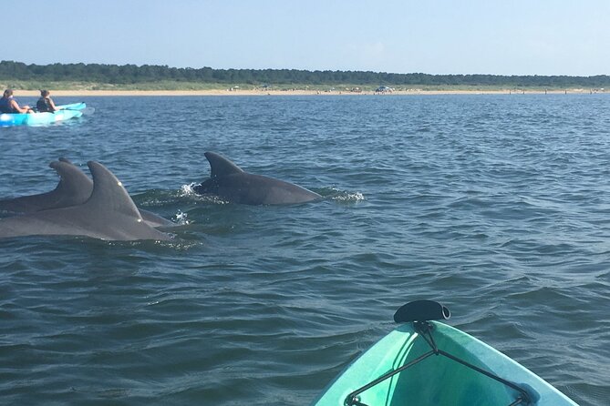 Small Group Dolphin Kayak Eco-Tour - Why this Virginia Beach kayak tour is worth considering