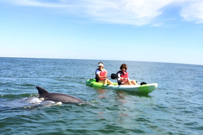 Small Group Dolphin Kayak Eco-Tour - What dolphin watching is really like from a kayak