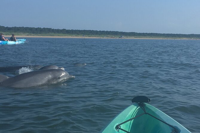 Small Group Dolphin Kayak Eco-Tour - Seabirds, turtles, and other coastal life