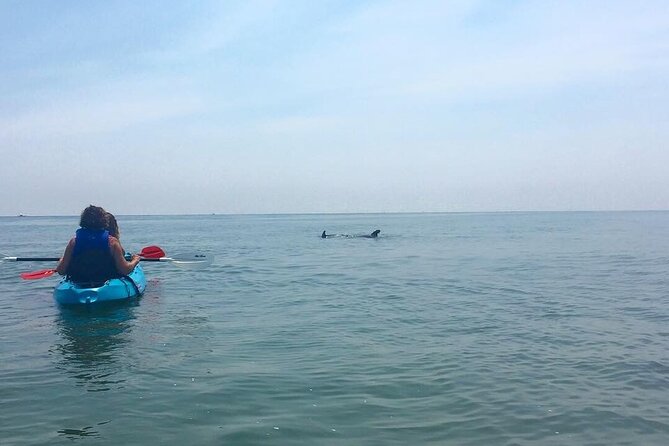 Small Group Dolphin Kayak Eco-Tour - Group size, guide quality, and the one caution