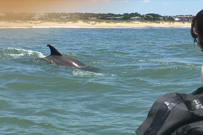Small Group Dolphin Kayak Eco-Tour - Timing, weather, and what to bring