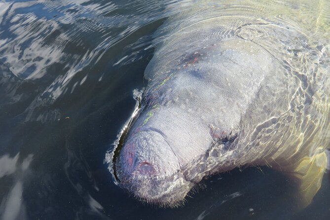 Small Group Manatee Discovery Kayak Tour near Orlando - The main paddle through the park