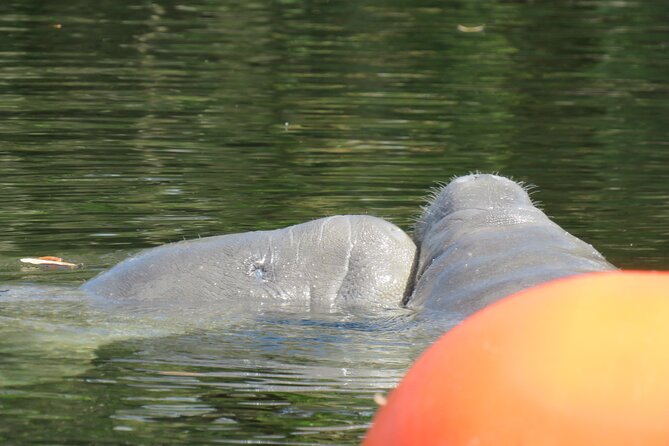 Small Group Manatee Discovery Kayak Tour near Orlando - Kayak choice, comfort, and what to wear