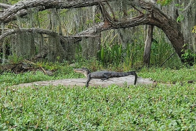 Small-Group Manchac Swamp Kayak Tour - Weather, insects, and what to wear