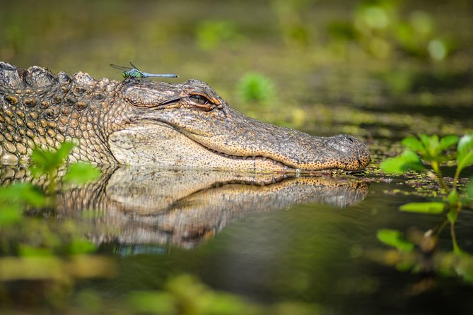 Small-Group Manchac Swamp Kayak Tour with Local Guide - Why Manchac Swamp works best from a kayak