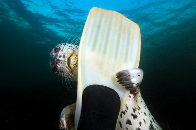Snorkel, Kayak, and Seal Adventure: Vancouver Boat Tour - Key points before you book