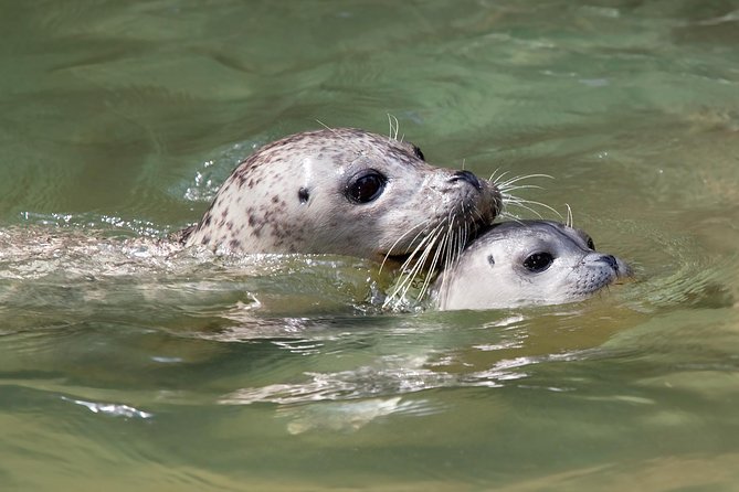 Snorkel, Kayak, and Seal Adventure: Vancouver Boat Tour - Soup, snacks, and the ride home