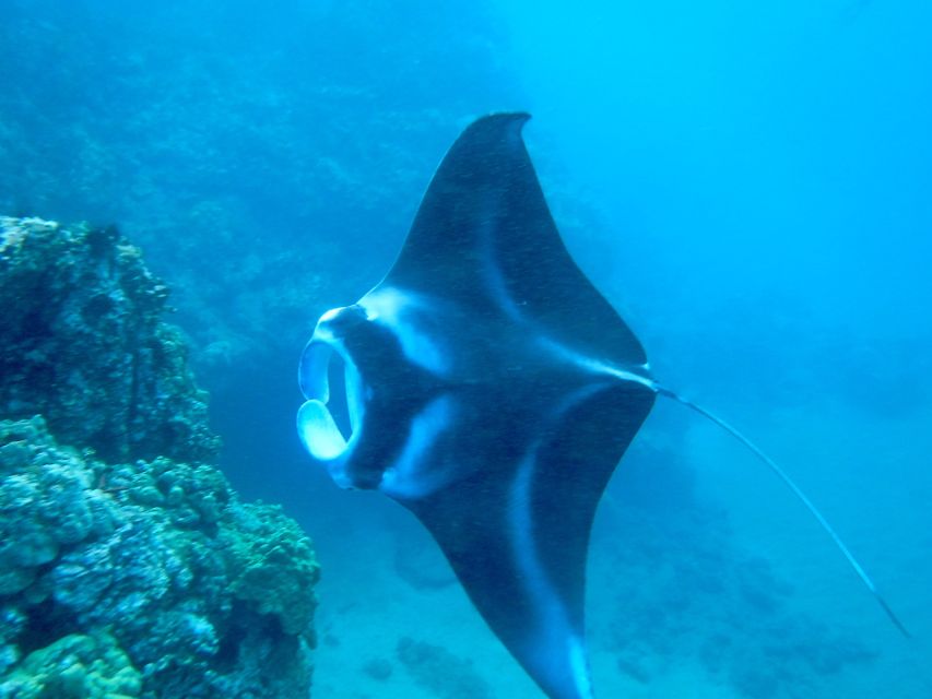 South Maui: Premium Turtle Town Kayak and Snorkel Tour - Starting at Makena Landing with South Pacific Kayaks