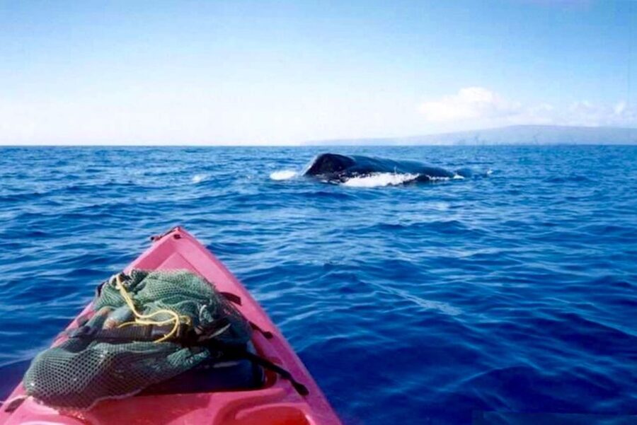 South Maui: Whale Watch Kayaking and Snorkel Tour in Kihei - Paddling into whale country