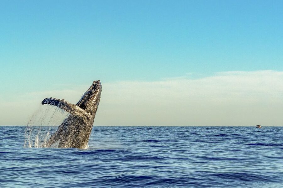 South Maui: Whale Watch Kayaking and Snorkel Tour in Kihei - Why the guide makes a difference