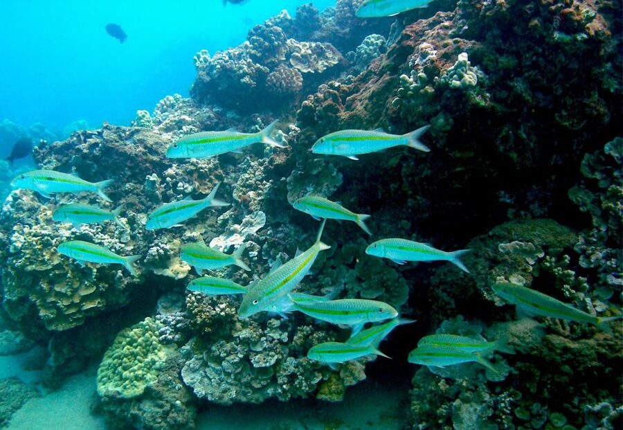South Maui: Whale Watch Kayaking and Snorkel Tour in Kihei - Returning along the reef for turtles