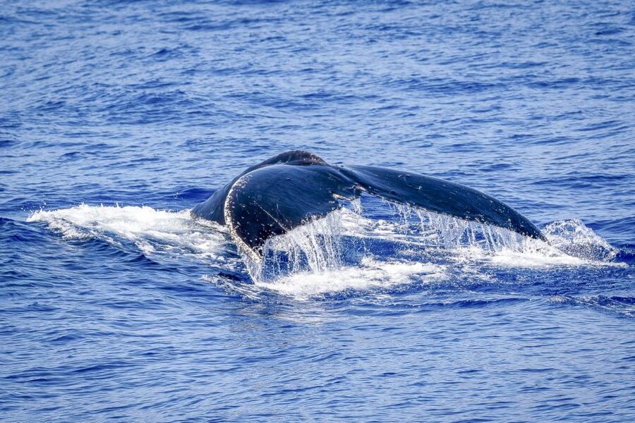South Maui: Whale Watch Kayaking and Snorkel Tour in Kihei - Who will enjoy this South Maui outing?