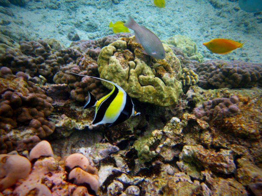 South Maui: Whale Watch Kayaking and Snorkel Tour in Kihei - Timing, weather, and what to pack