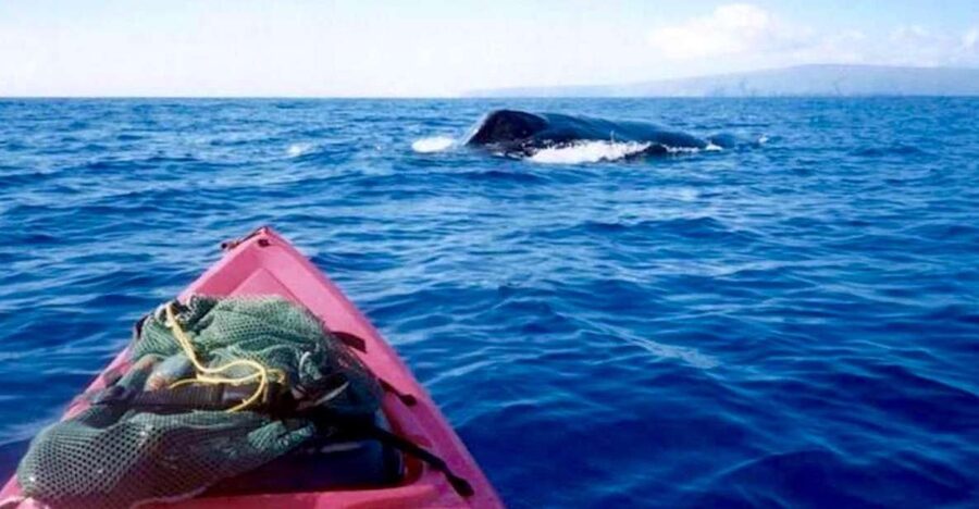 South Maui: Whale Watch Kayaking and Snorkel Tour in Kihei - Learning the kayak before the ocean