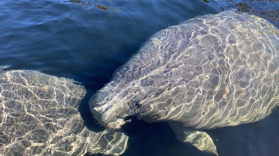 St. Augustine: Dolphin and Manatee Paddle or Kayak Tour - Key points to know before you paddle