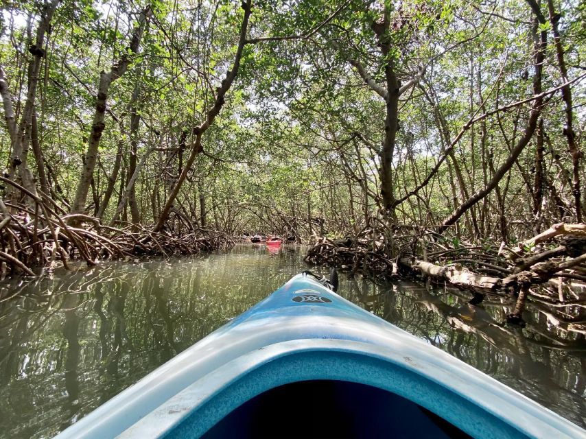 St. Petersburg, FL: Weedon Island Kayak Tour - What to bring and how to prepare
