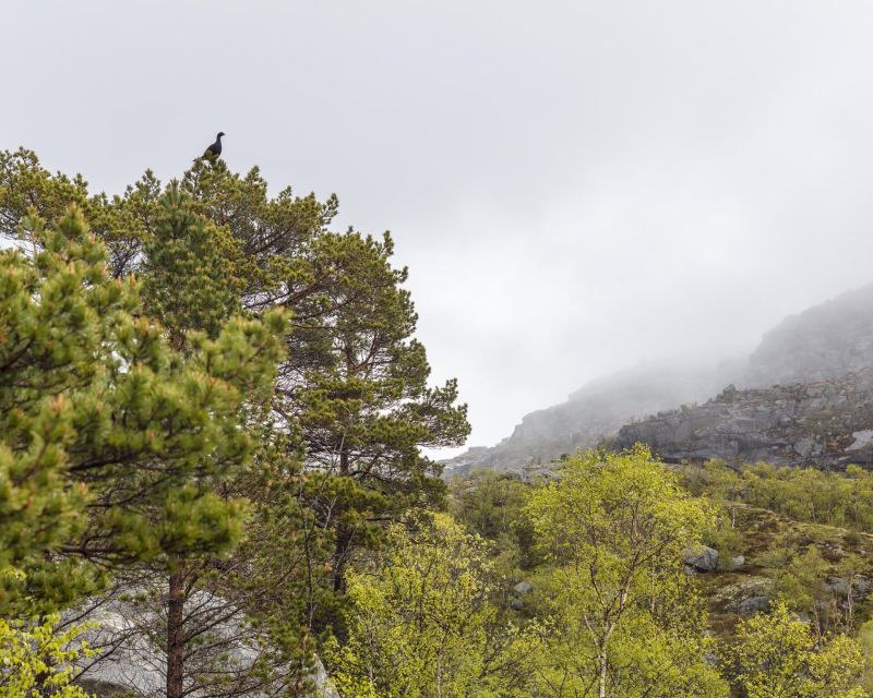 Stavanger: Preikestolen Hidden Trail Hike + Canoe + Lunch - Reaching Preikestolen after 3.5 hours