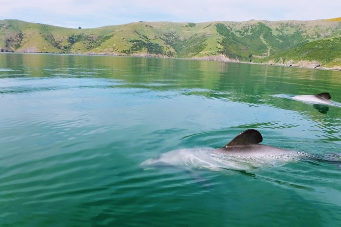 Sunrise wildlife sea kayaking in Akaroa marine reserve - Key points at a glance