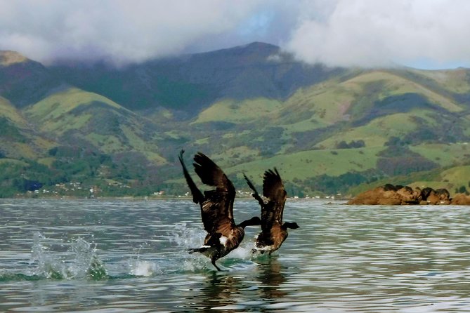Sunrise wildlife sea kayaking in Akaroa marine reserve - What the guides add to the morning