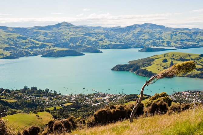 Sunrise wildlife sea kayaking in Akaroa marine reserve - The price and what you receive
