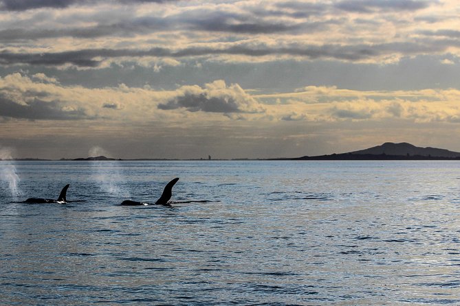 Sunset kayak tour to Rangitoto Island - Auckland’s best sunset comes with a paddle