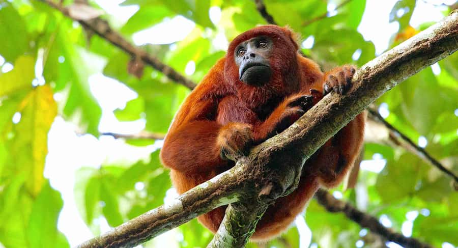 Tambopata: Zipline Adventure & Kayak to Monkey Island - From Loreto 124 to the Madre de Dios River