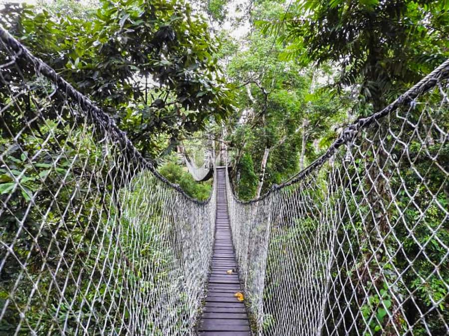 Tambopata: Zipline Adventure & Kayak to Monkey Island - Lunch at the lodge and the day’s slow patch