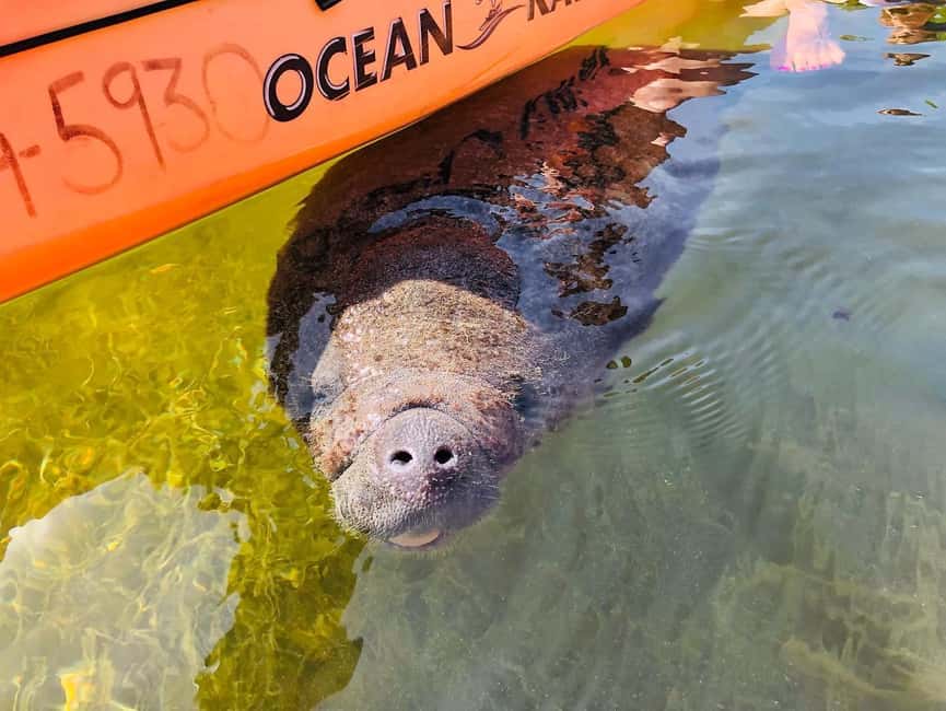 Tavernier, FL: Mangrove and Manatees Guided Kayak Eco Tour - Through the Mangrove Tunnels