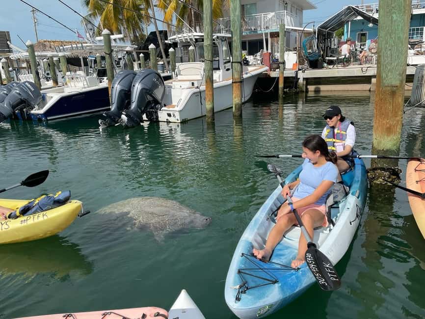 Tavernier, FL: Mangrove and Manatees Guided Kayak Eco Tour - Who Will Enjoy This Tour Most