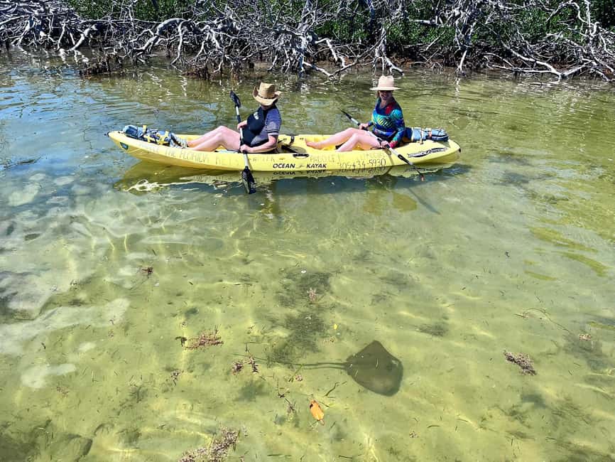 Tavernier, FL: Mangrove and Manatees Guided Kayak Eco Tour - A Few Practical Details Before You Book