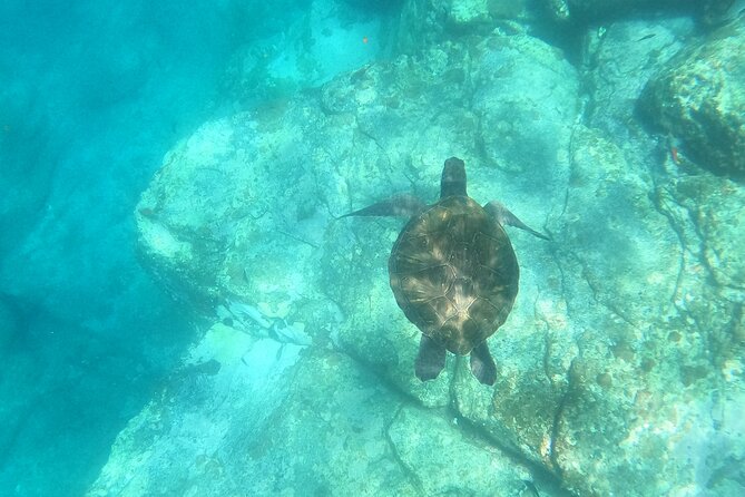 Tenerife: Kayak and snorkel with marine life safari - What makes the Pal Mar route special