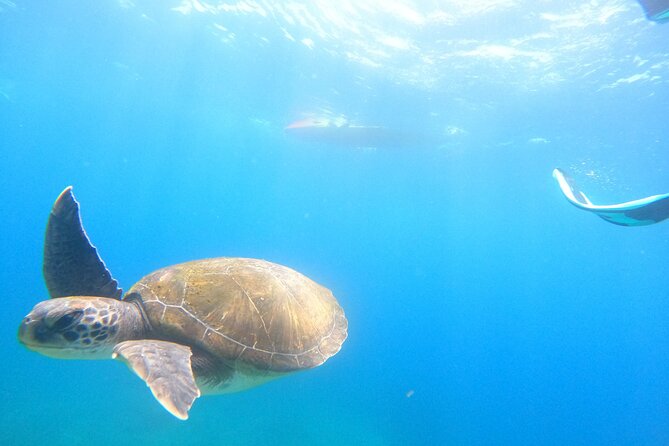 Tenerife: Kayak and snorkel with marine life safari - Is $42.34 a fair price?