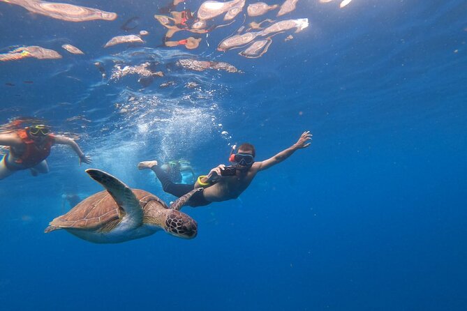 Tenerife: Kayak and snorkel with marine life safari - Booking, cancellation, and practical details