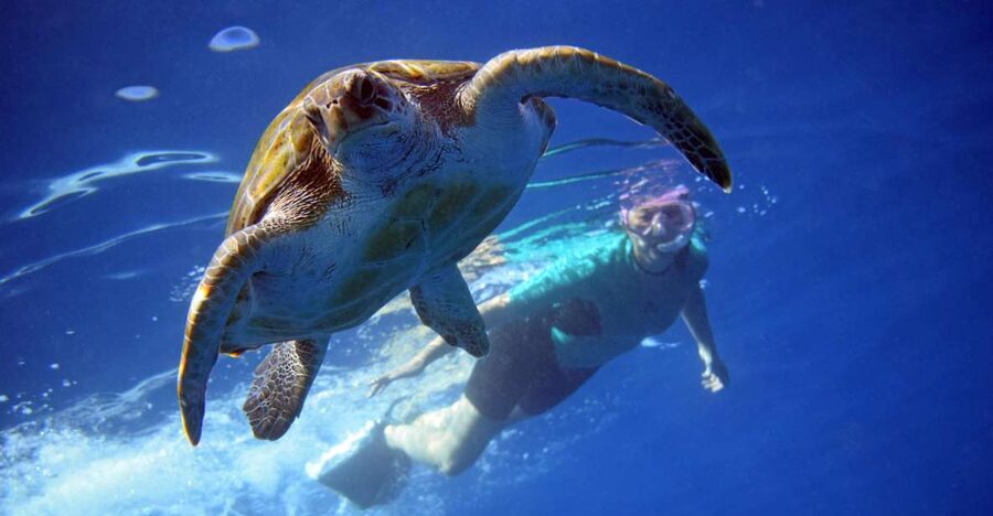 Tenerife: Kayak and Snorkel with Turtles, Wetsuits Included - Key points to know before booking
