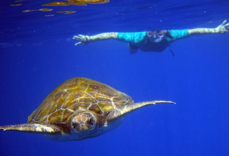 Tenerife: Kayak and Snorkel with Turtles, Wetsuits Included - Practical tips for a smoother outing