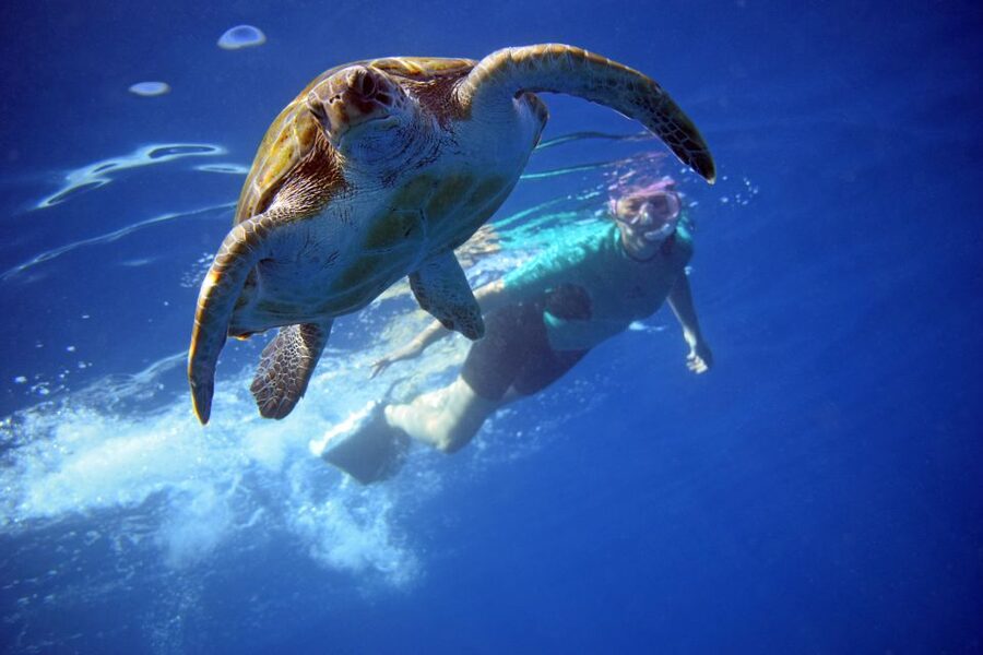 Tenerife: Kayak and Snorkel with Turtles, Wetsuits Included - Why a kayak is the right way to watch dolphins
