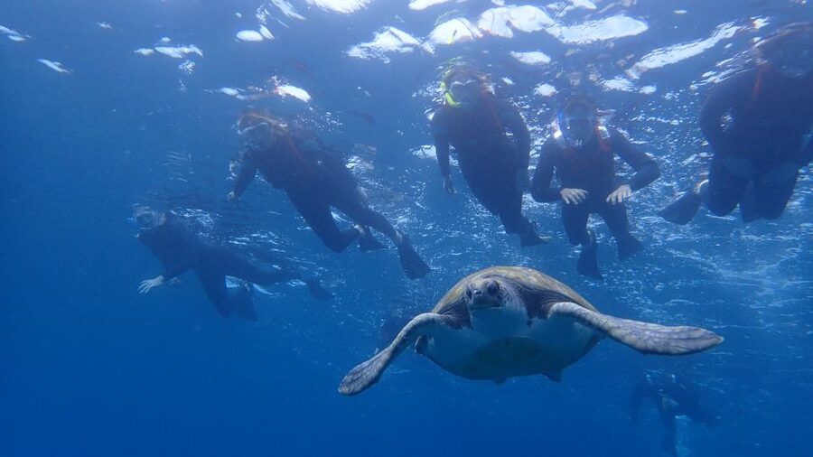 Tenerife: Kayak and Snorkel with Turtles, Wetsuits Included - Launching from Playa de Los Cristianos
