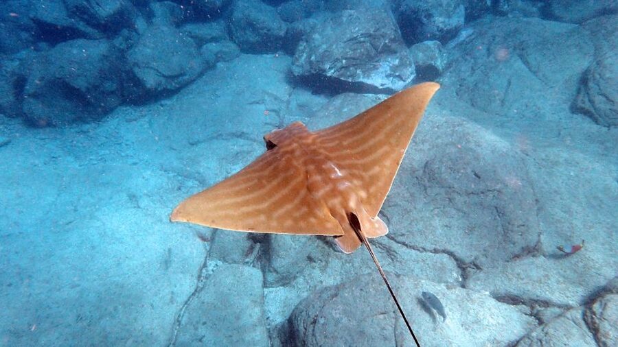 Tenerife: Kayak and Snorkel with Turtles, Wetsuits Included - Is $35 a fair price?