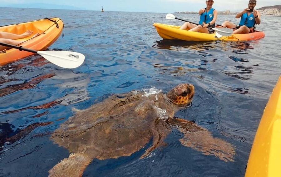 Tenerife: Kayak Safari and Snorkel in a Marine Reserve - The sea cave and the snorkeling stop