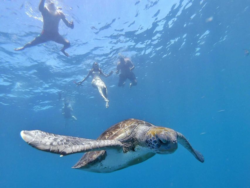 Tenerife: Kayak Safari and Snorkel in a Marine Reserve - A quiet approach to dolphins and turtles