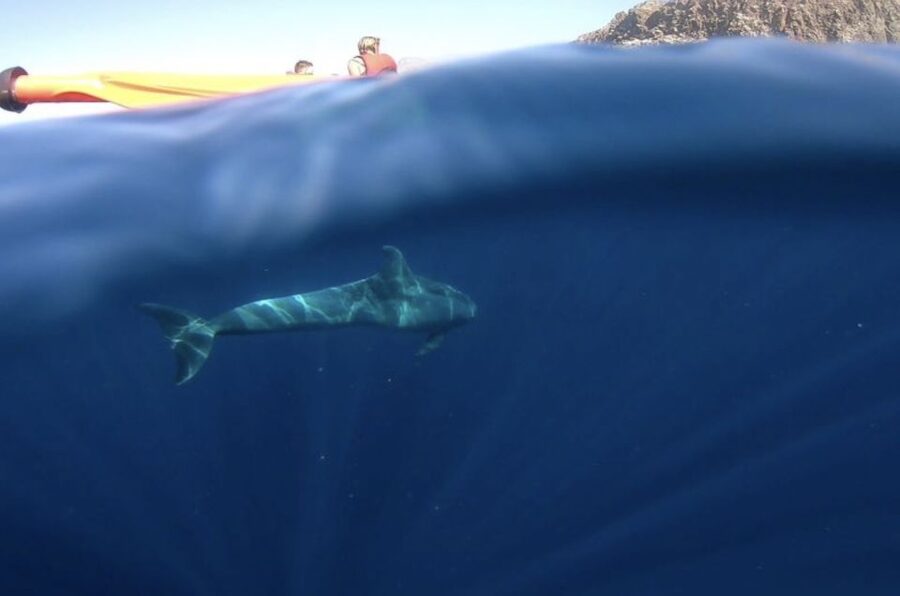 Tenerife: Kayak Safari and Snorkel in a Marine Reserve - What the $29 price includes