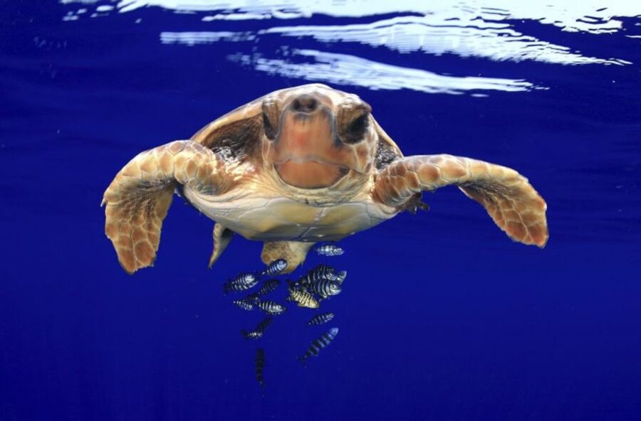 Tenerife: Kayak Safari and Snorkel in a Marine Reserve - Timing, weather, and practical choices